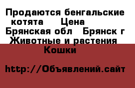 Продаются бенгальские котята . › Цена ­ 7 000 - Брянская обл., Брянск г. Животные и растения » Кошки   